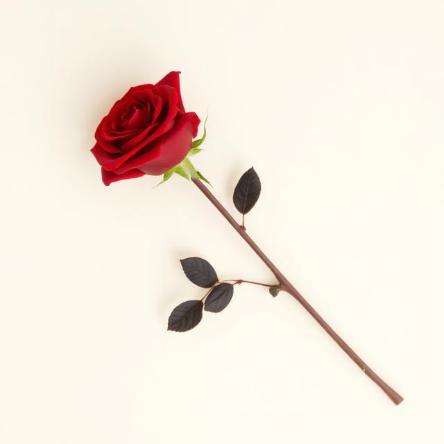 Red Rose